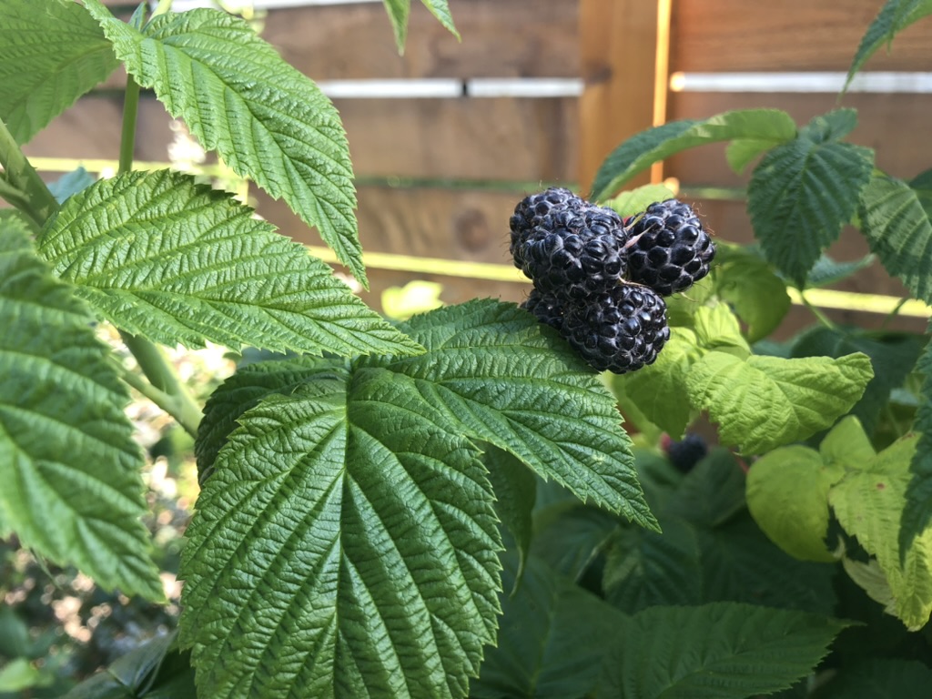 621BBEEC-985E-4954-A89B-6CD09F450DCF_1_105_c