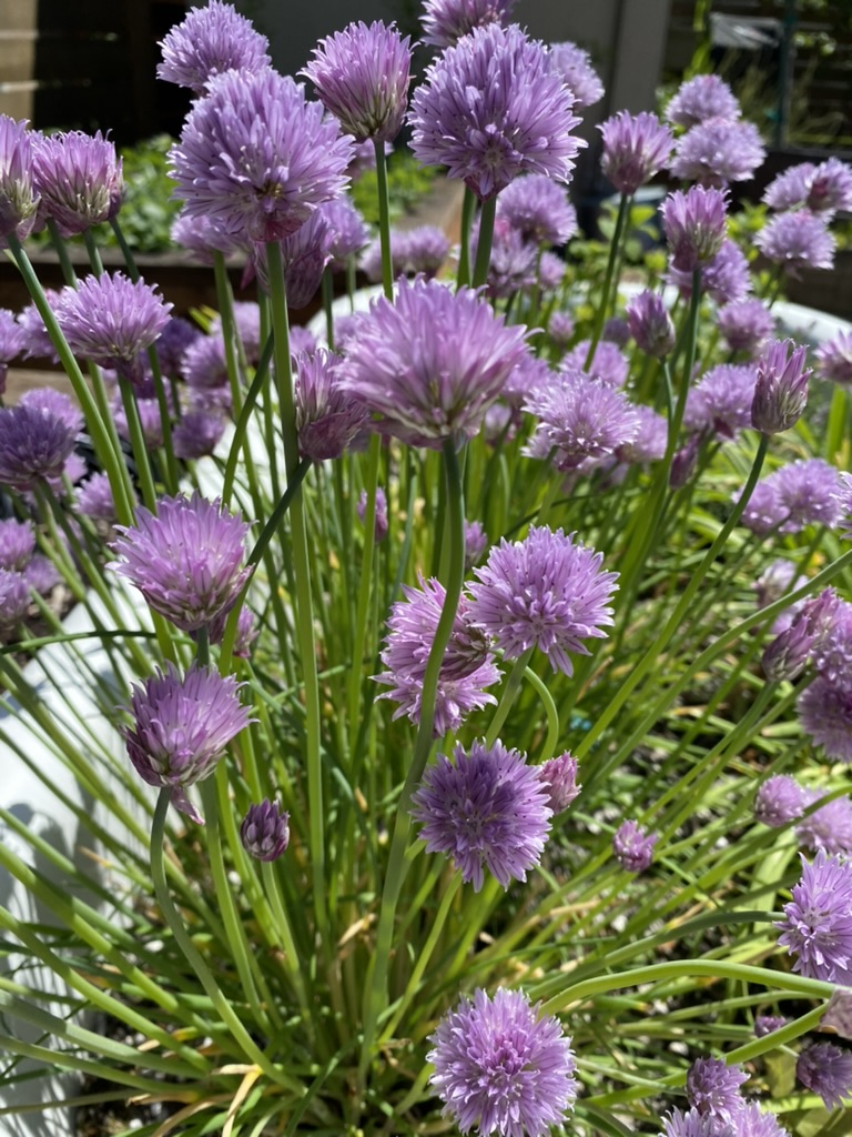 D0FC9516-3DE6-4239-8EF4-E36870289986_1_105_c