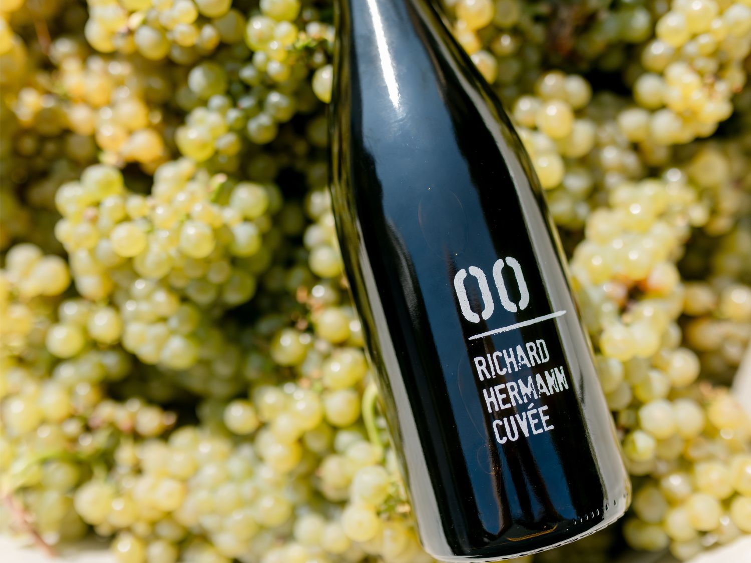The 2024 Willamette Valley bottles lined up against a concrete wall