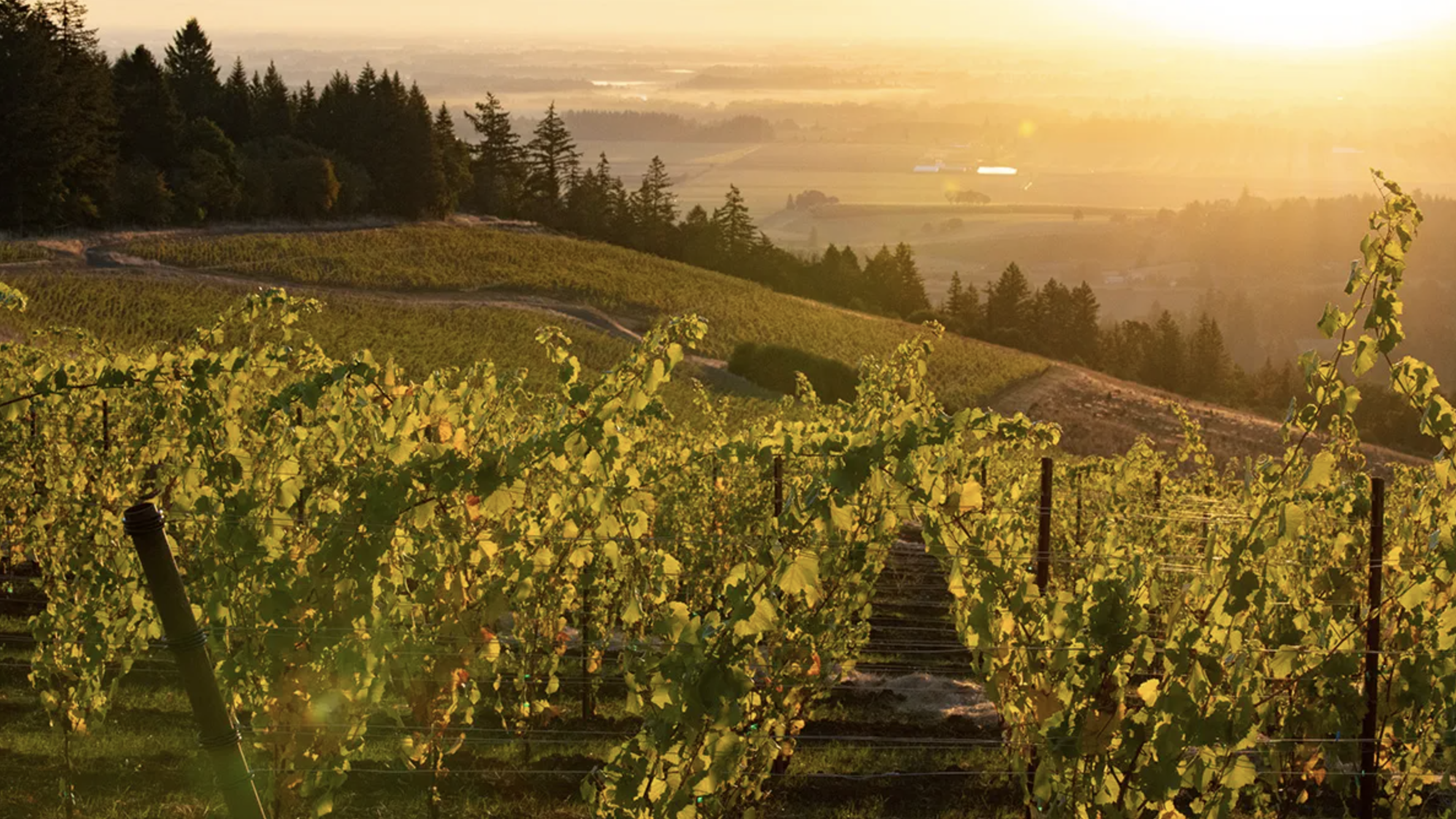 Robb Report feature on Oregon Chardonnay and Koosah Vineyard