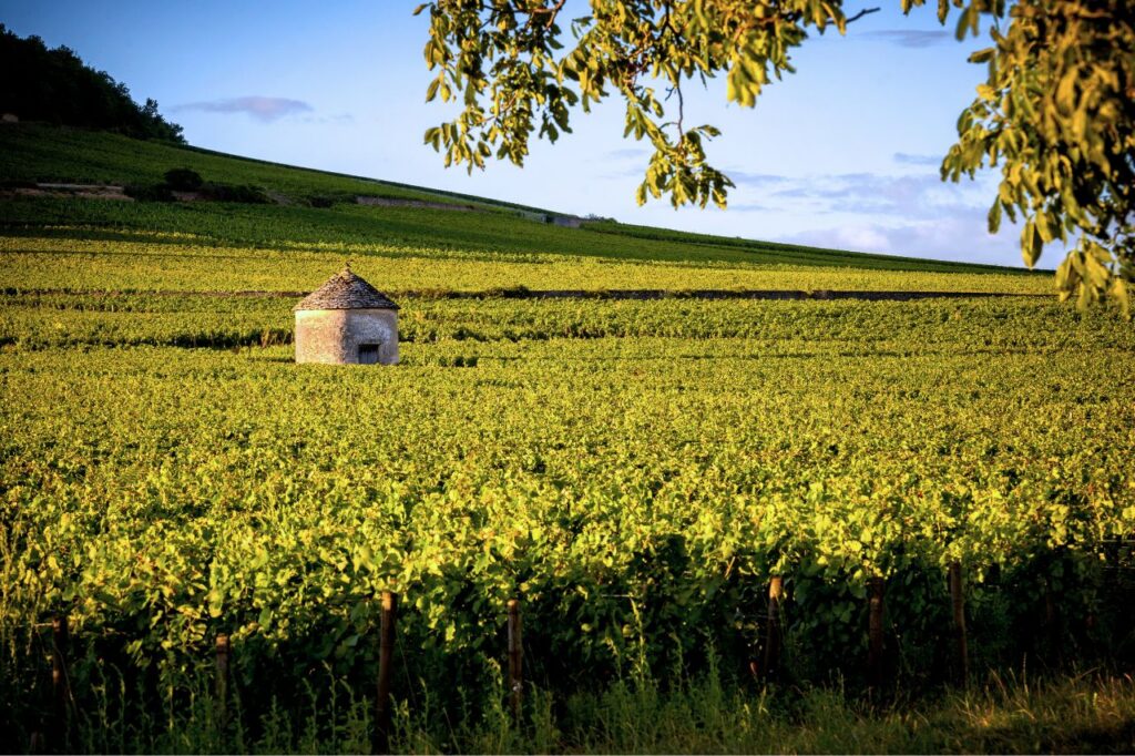 Vineyard slopes above Beaune in the Côte de Beaune