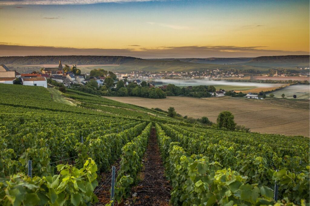 Working in the Launois cellar at Le Mesnil-sur-Oger