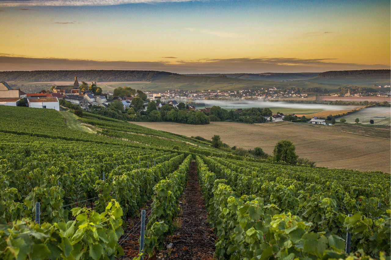 Champagne vineyards
