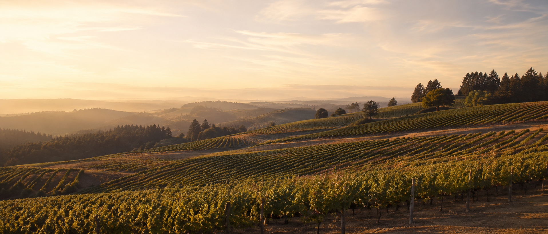 Chehalem Mountain Vineyard in the Chehalem Mountains