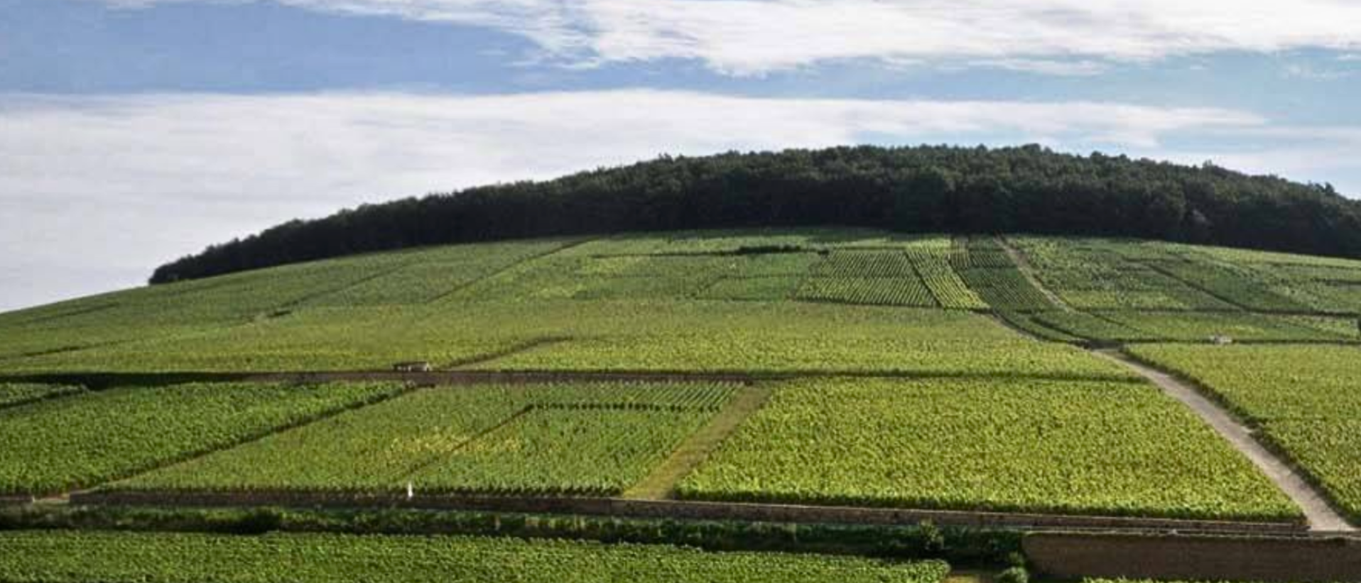 Corton-Charlemagne vineyard