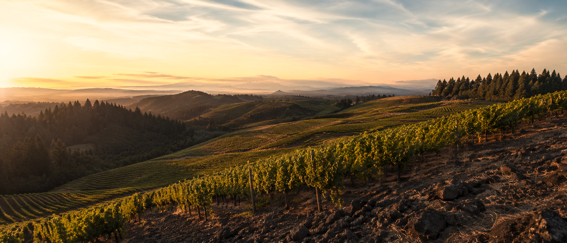 Koosah Vineyard in the Eola-Amity Hills