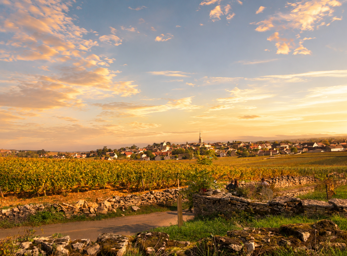Meursault Charmes Premier Cru vineyard