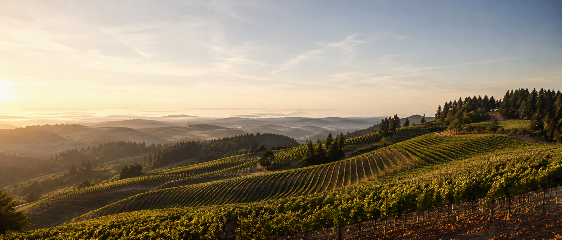 Royer Vineyard in the Eola-Amity Hills