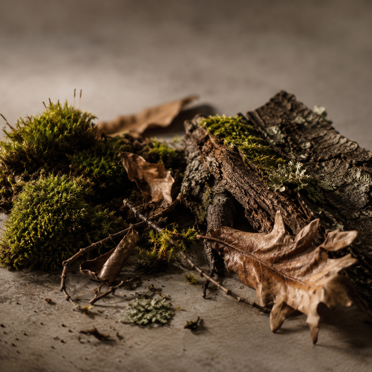 Forest Floor