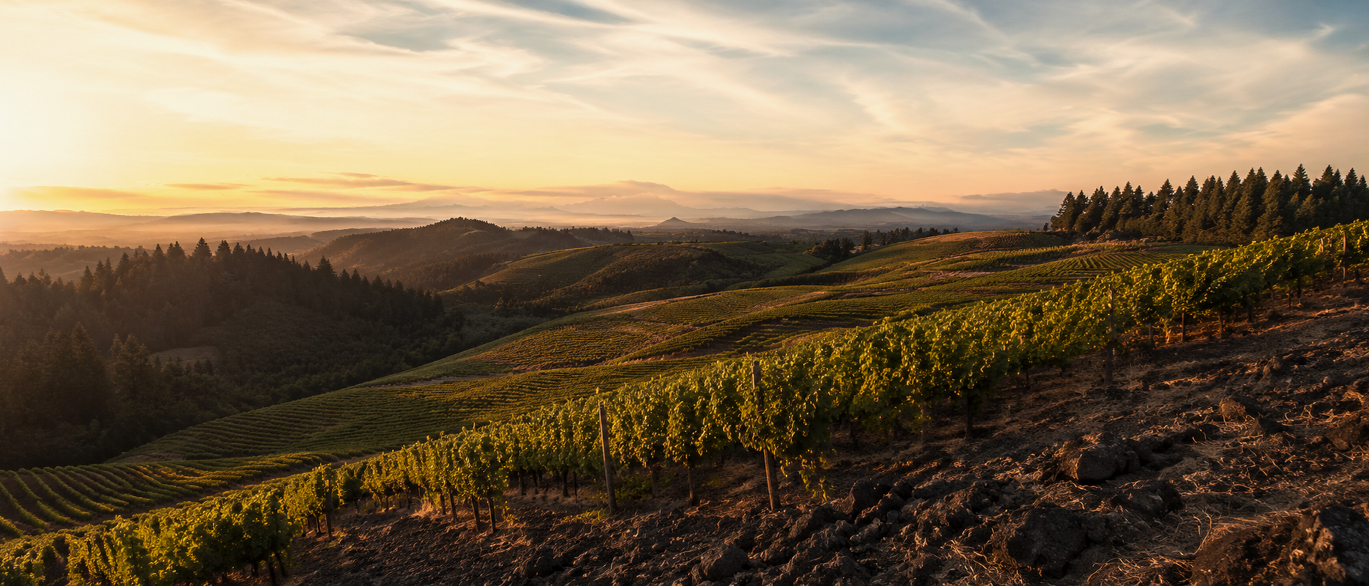Shea Vineyard in Yamhill-Carlton