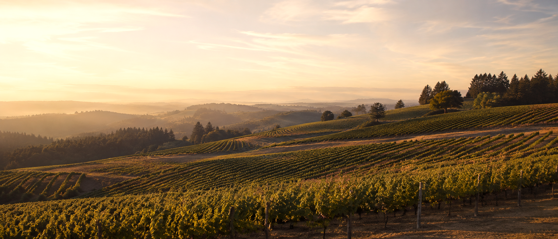 Stardance Vineyard in Yamhill-Carlton