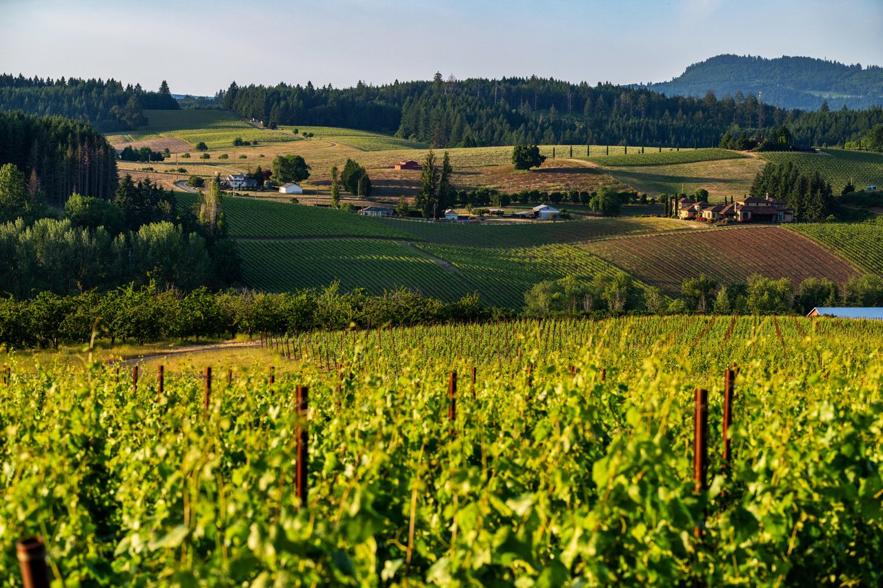 Willamette Valley vineyards