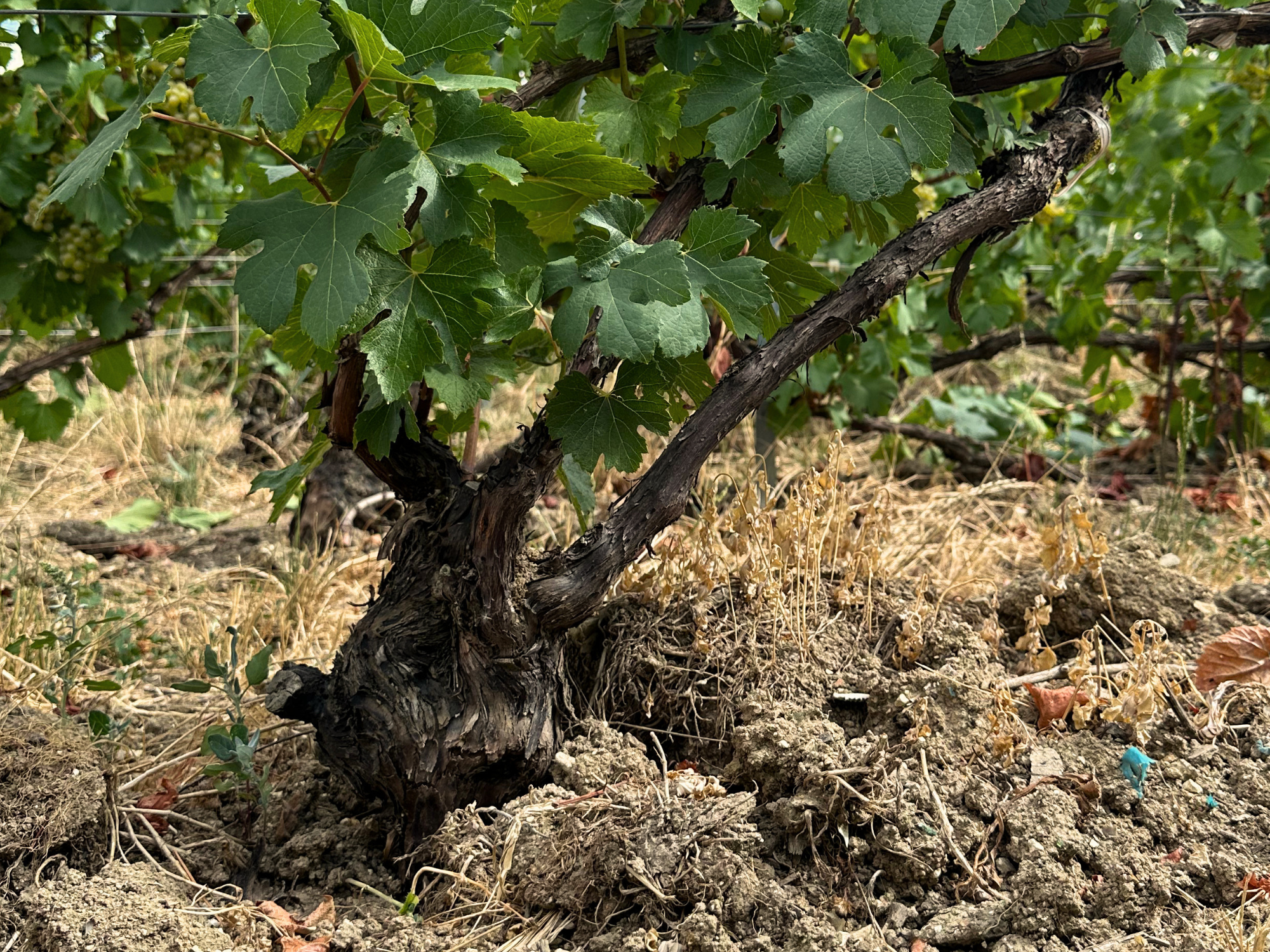 Chardonnay vines on the chalk of the Côte des Blancs