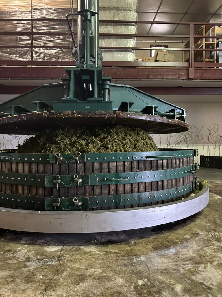 Chardonnay vines in Le Mesnil-sur-Oger