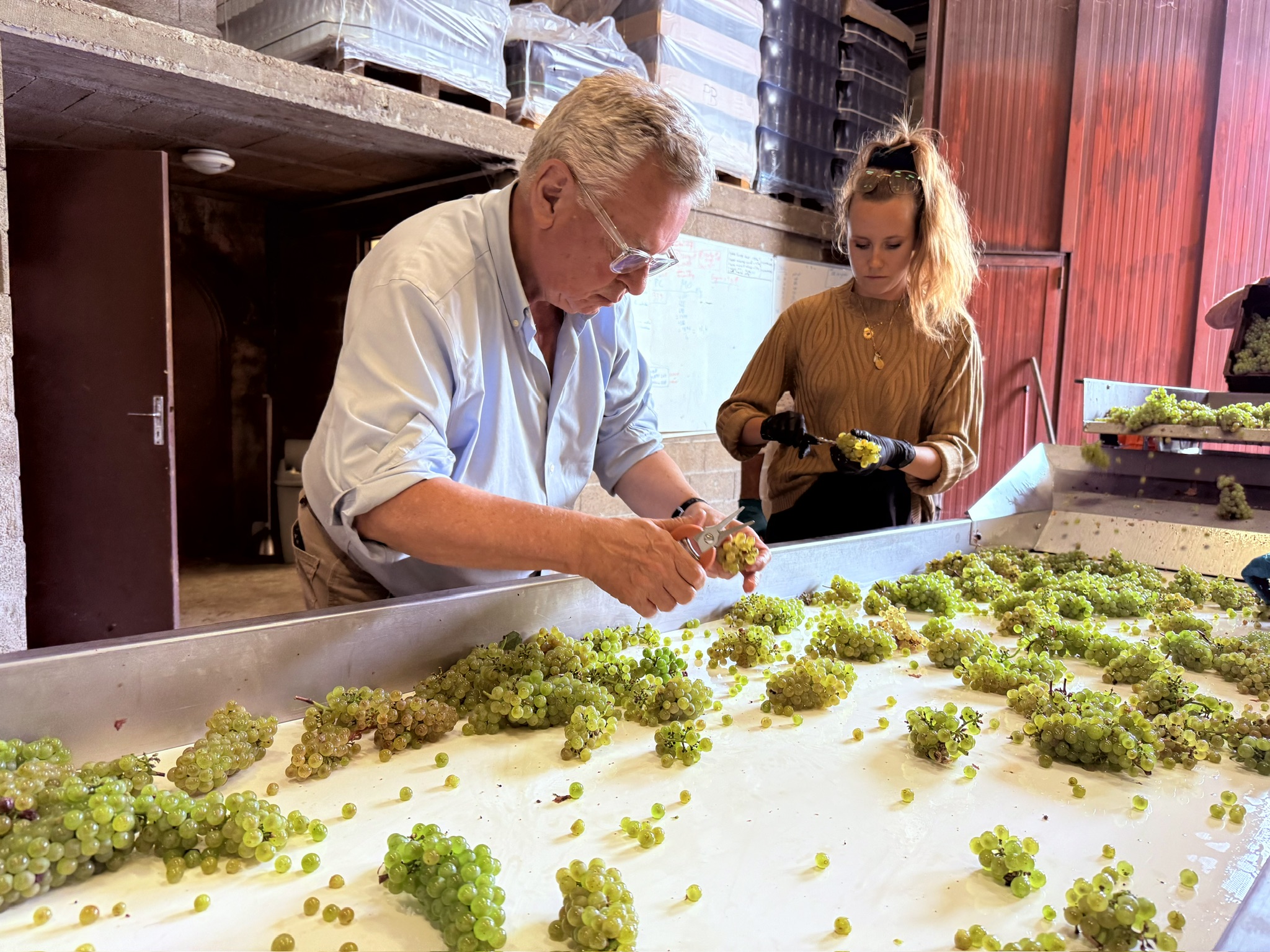 Hand sorting fruit at the table during the 2024 harvest