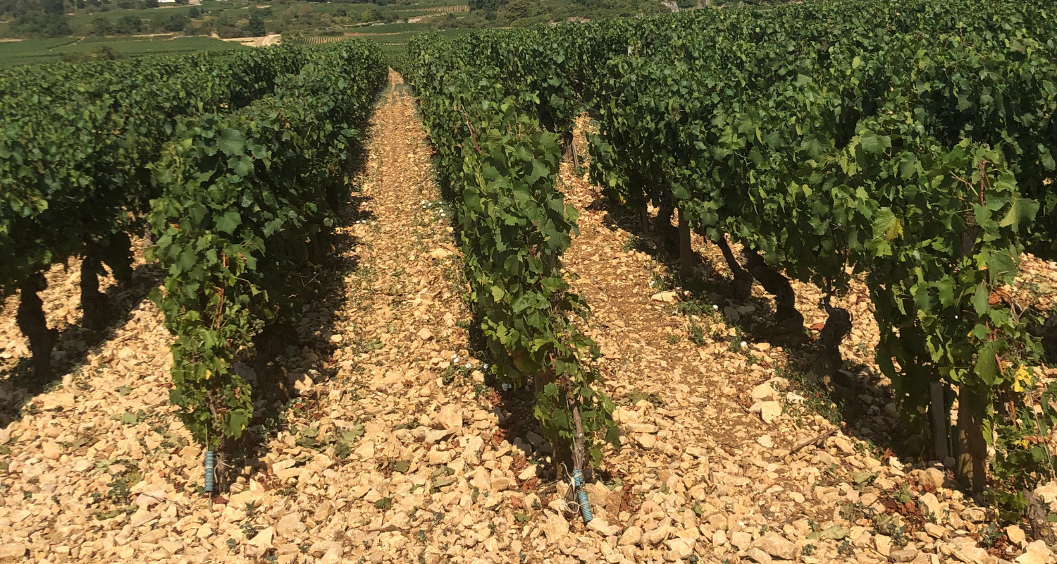 Vines running across the mid-slope of the C&ocirc;te d&rsquo;Or